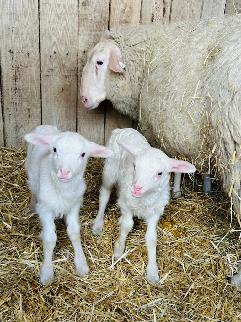 Sheep Milk Body Gift Box