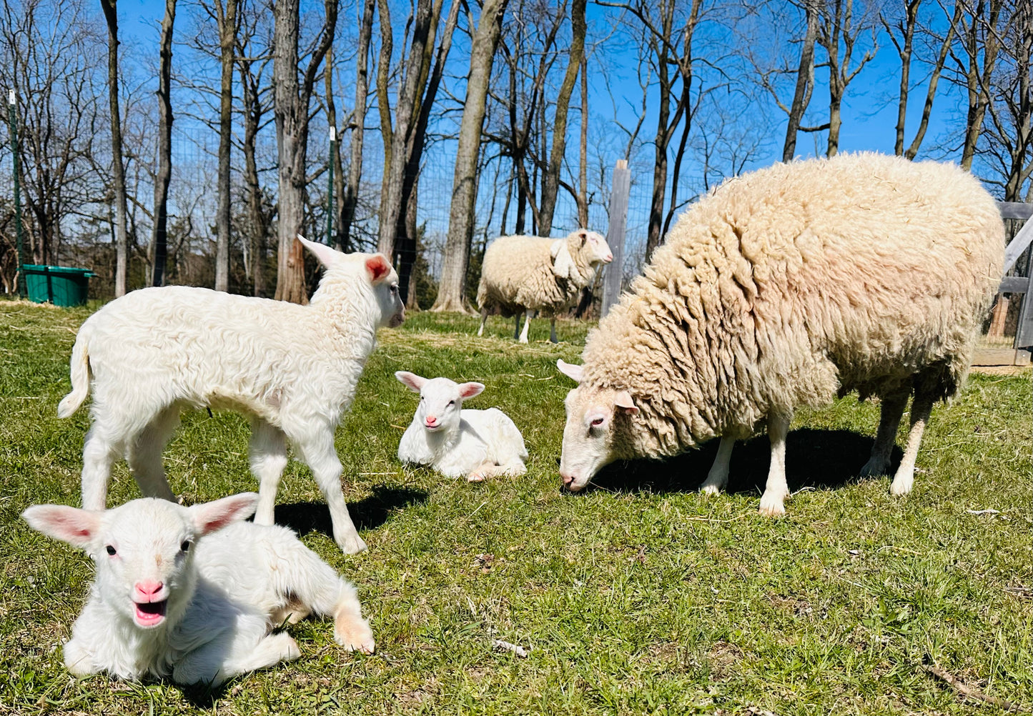 Sheep Milk Body Gift Box