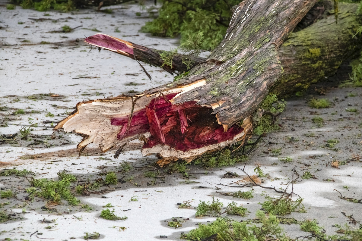 Broken cedar tree