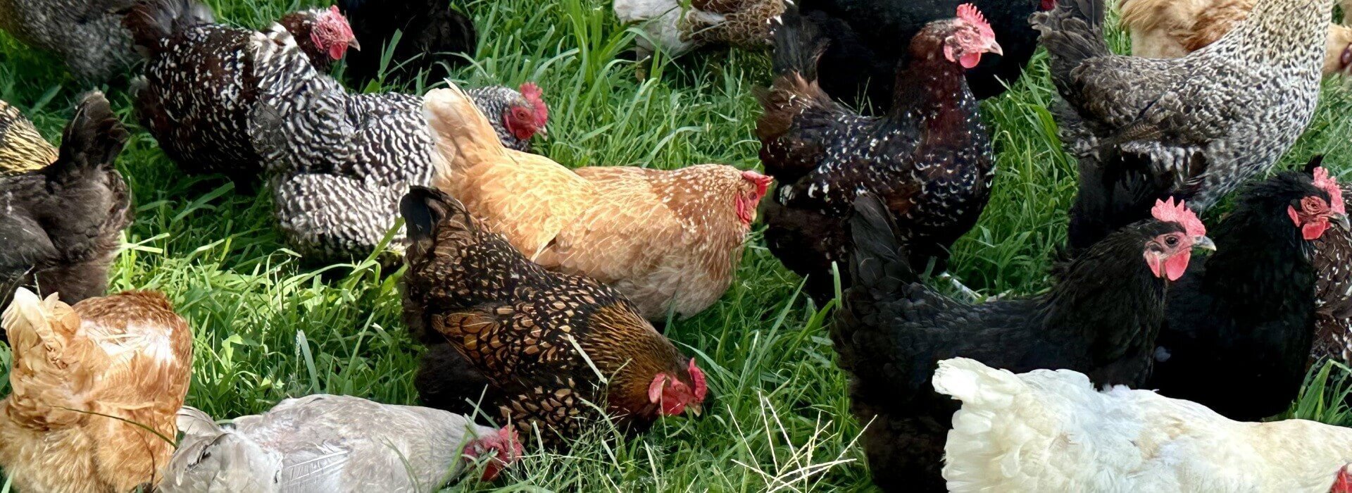chickens grazing in a field